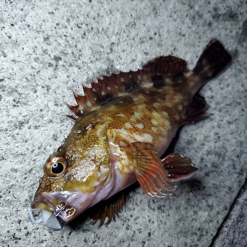 カサゴの釣果