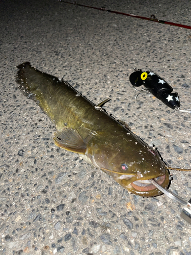 ナマズの釣果