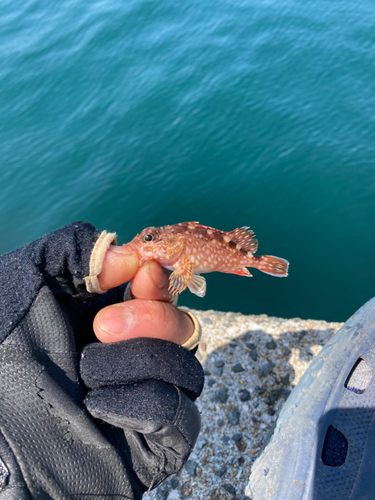 アラカブの釣果