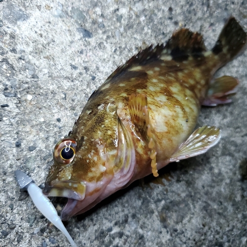 カサゴの釣果