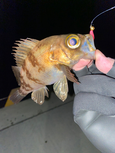 メバルの釣果