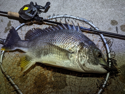 キビレの釣果