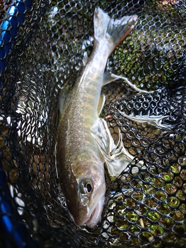 イワナの釣果