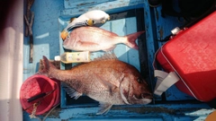 マダイの釣果