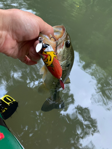 ラージマウスバスの釣果