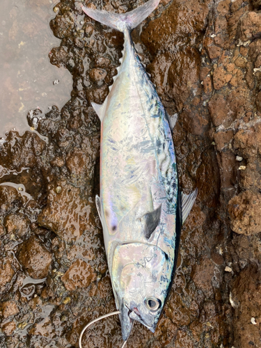 スマカツオの釣果