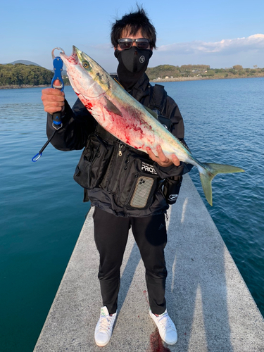 ブリの釣果