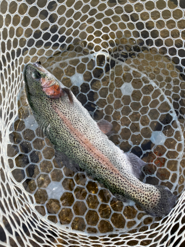 ニジマスの釣果