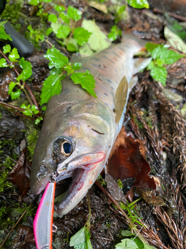 ヤマメの釣果