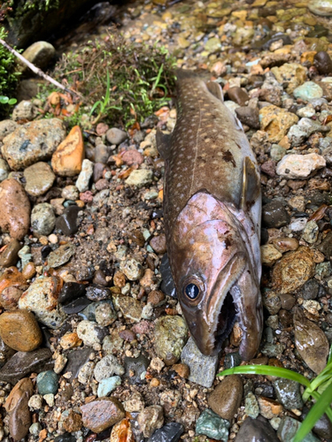 イワナの釣果