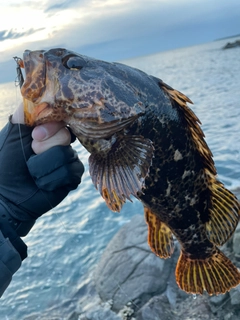 タケノコメバルの釣果