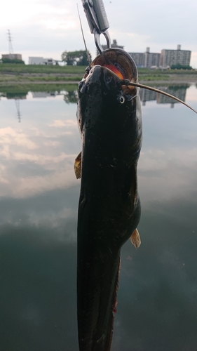 ナマズの釣果