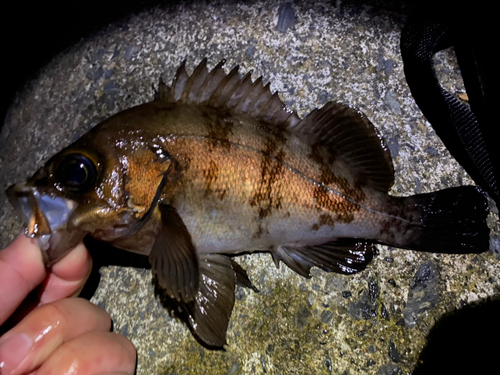 メバルの釣果