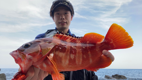 アカハタの釣果