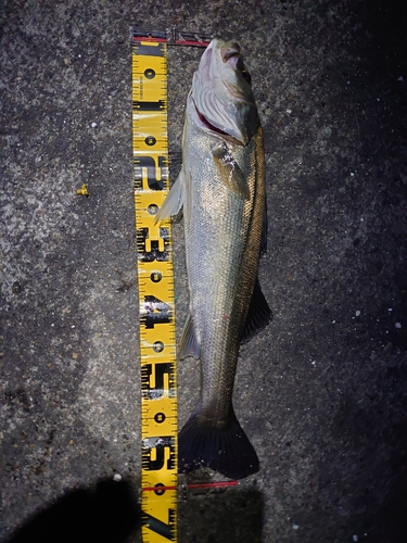 シーバスの釣果