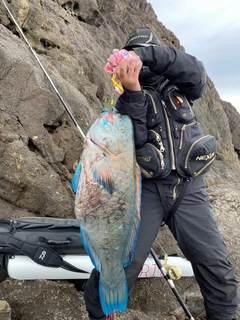 アオブダイの釣果