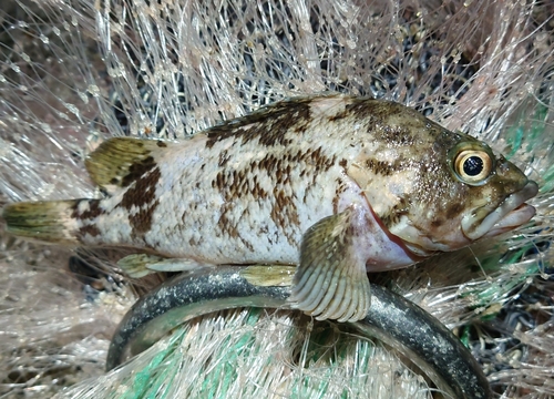 ムラソイの釣果