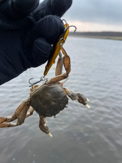 カニの釣果