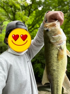 ラージマウスバスの釣果