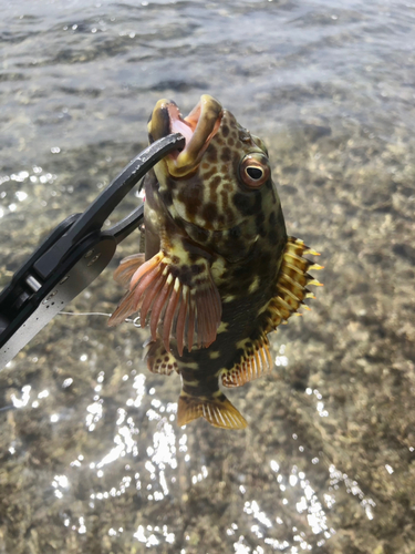 イソゴンベの釣果