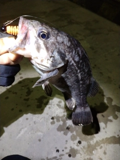 クロソイの釣果