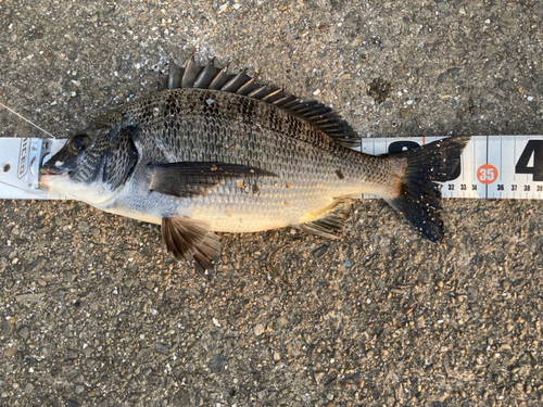 クロダイの釣果