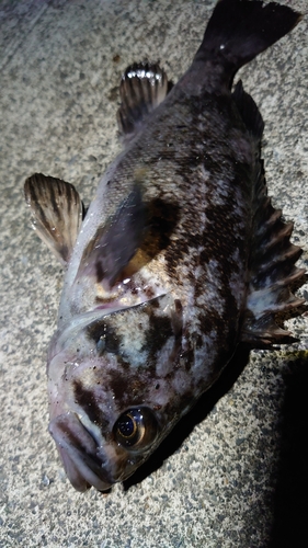 クロソイの釣果