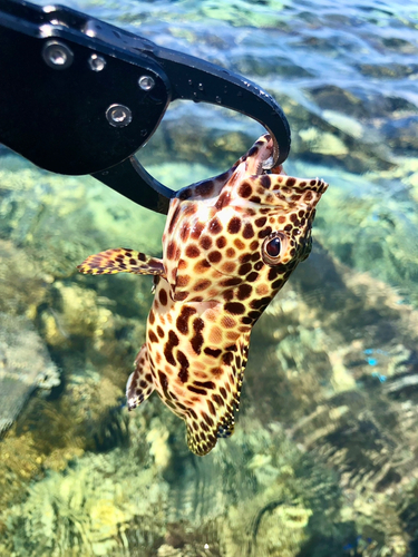 カンモンハタの釣果