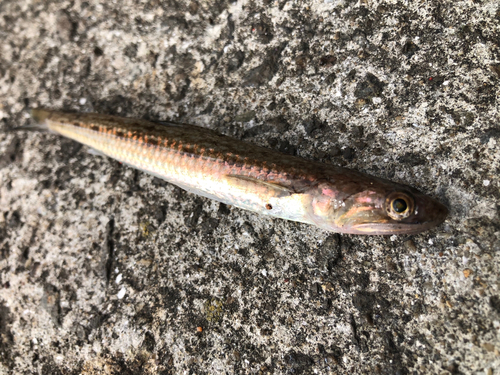 エソの釣果