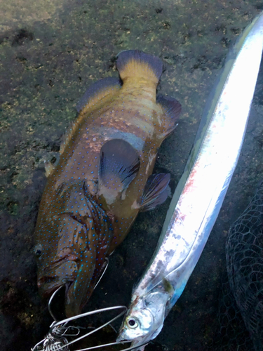 アオノメハタの釣果