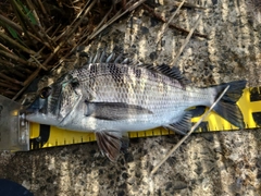 クロダイの釣果