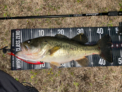 ブラックバスの釣果