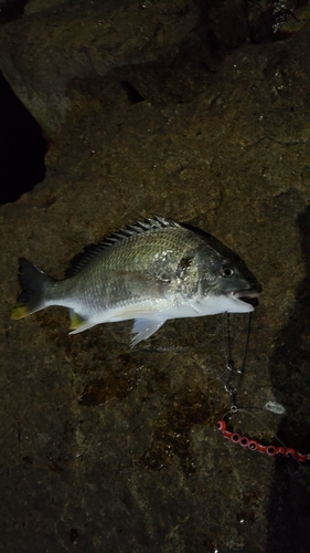 キビレの釣果