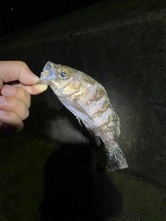 クロメバルの釣果