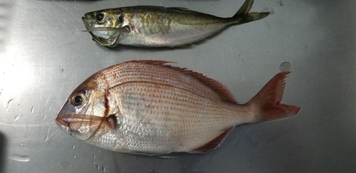 マダイの釣果