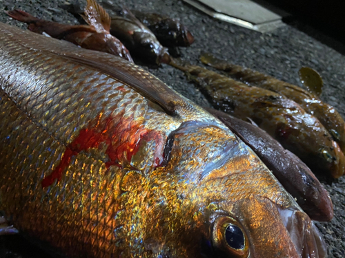 タイの釣果