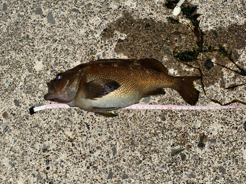 エゾメバルの釣果