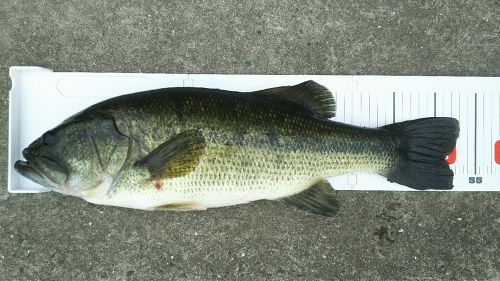 ブラックバスの釣果