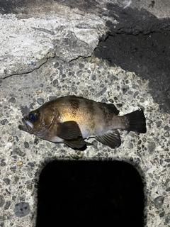メバルの釣果