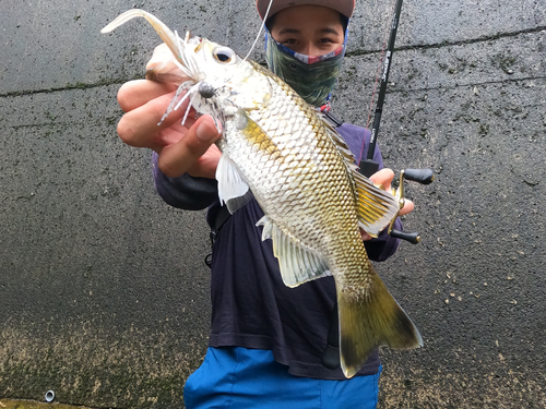 オオクチユゴイの釣果