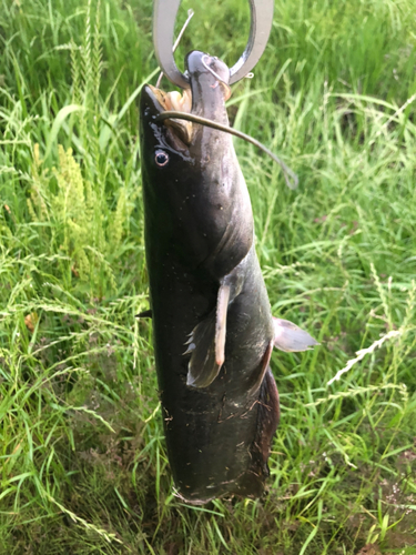 ナマズの釣果