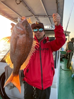 マダイの釣果