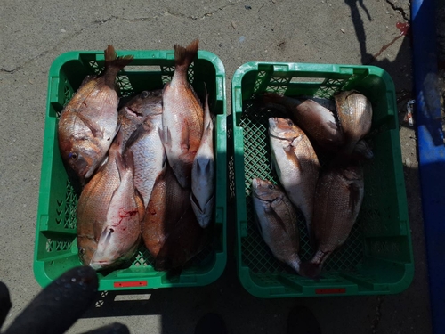 タイの釣果