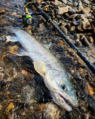 イワナの釣果