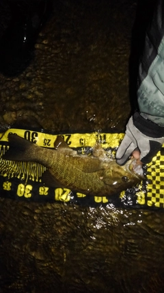 スモールマウスバスの釣果