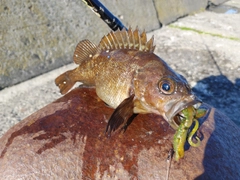 エゾメバルの釣果