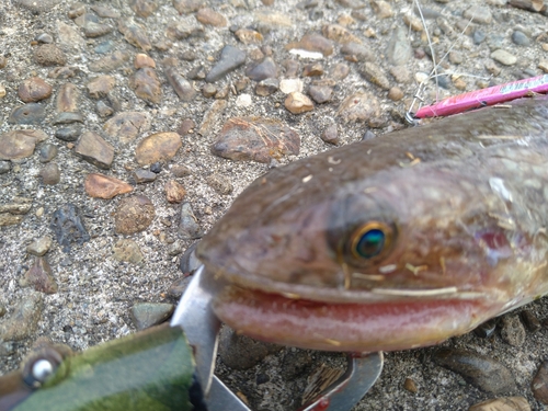 エソの釣果