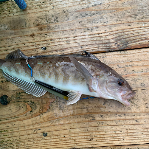 ホッケの釣果