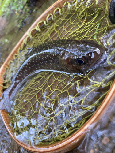 イワナの釣果