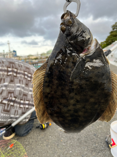 カレイの釣果